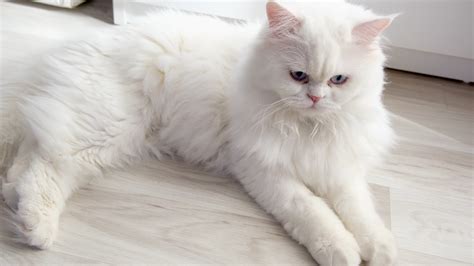 persian room cat