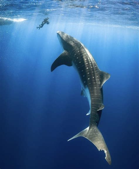 person next to whale shark