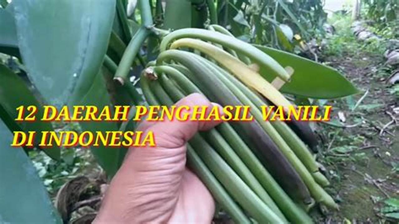 Rahasia Pertanian Vanili Indonesia: Temuan dan Wawasan yang Menggiurkan