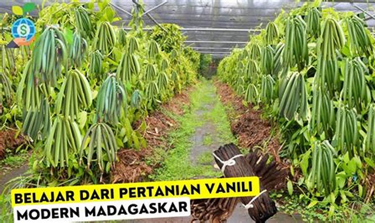 Rahasia Pertanian Vanili Indonesia: Temuan dan Wawasan yang Menggiurkan