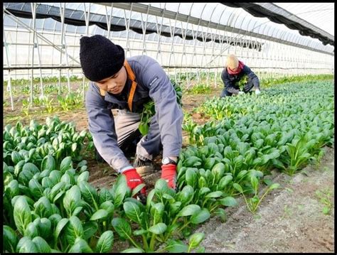 Pertanian di Jepang