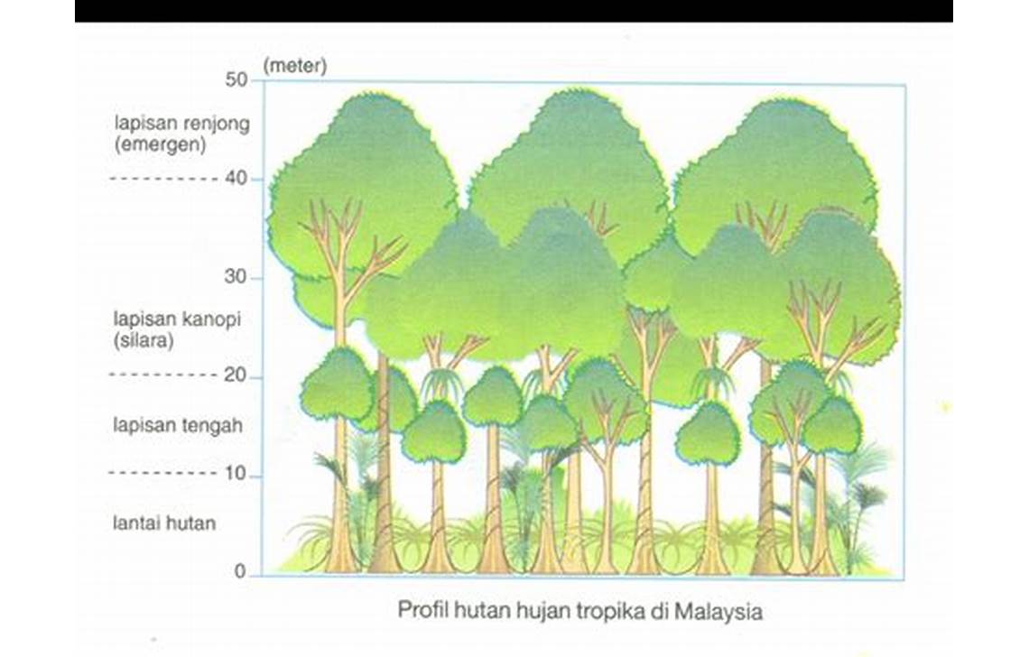 pertumbuhan pohon di hutan