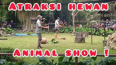 Pertunjukan Hewan di Taman Safari Bogor
