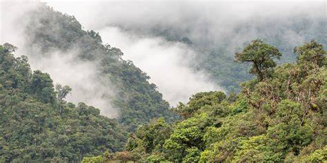 Peru Cloud Forest