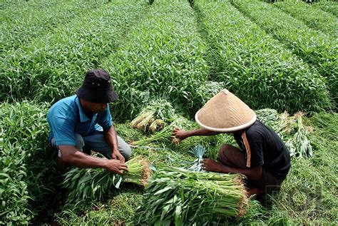 9 Perusahaan Pertanian Terbaik di Indonesia untuk Hasil Tani Berkualitas Tinggi!