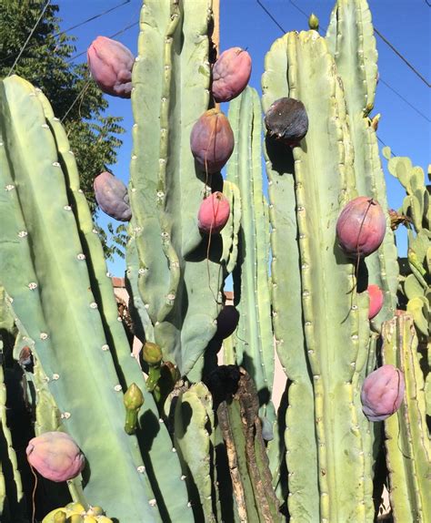 peruvian apple cactus hallucinations