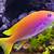 pesce tropicale colorato
