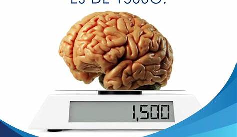 ¿Cuánto pesa el cerebro de un adulto?