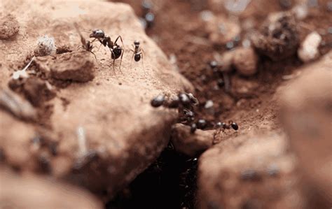 pest control boca raton fire ants