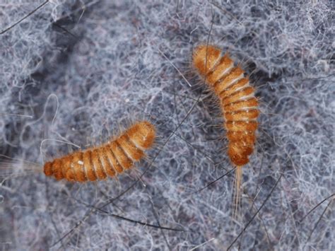 Pest Control Carpet Beetle Larvae