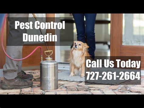 Discover 7 Groundbreaking Truths About Pest Control Dunedin