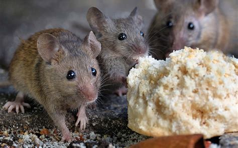 Pest Control Edinburgh Mice