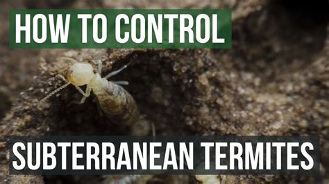 Pest Control For Subterranean Termites