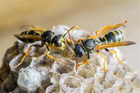 pest control for wasp