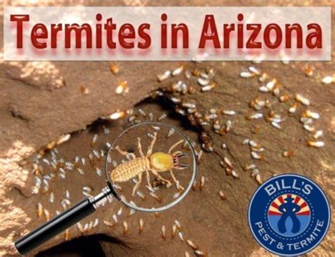 pest control in florence az