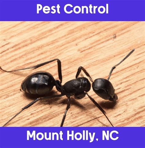 pest control mount holly nc cost