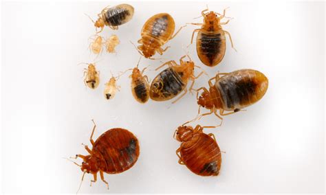 pest control nyc bed bugs