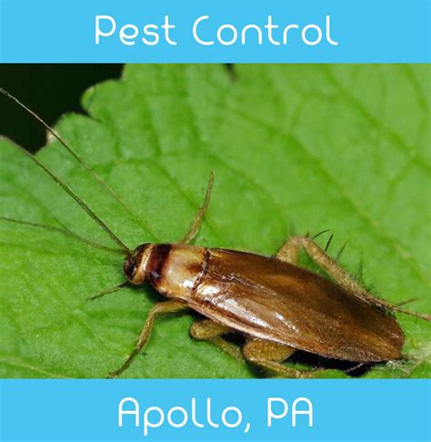 pest control pennsylvania services