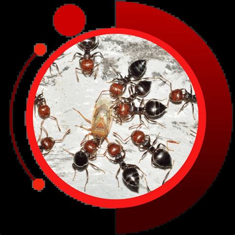 Pest Control Services For Ants