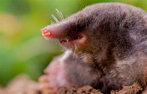 pest control services for moles