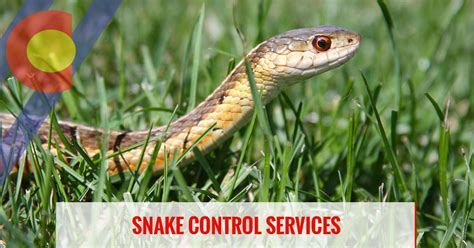 pest control snake