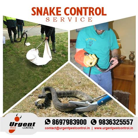 pest control snake removal near me