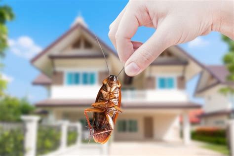 pest control southern california