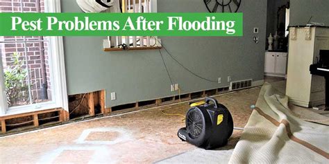 Avoid Pest Problems After Flooding: Essential Post-Disaster Pest Control