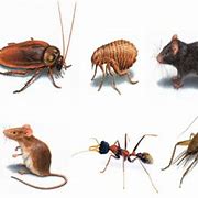 Pest control image