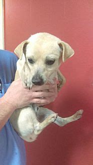 Dog adoption in Huntington Beach, CA 92646 Pitbull Dog "Lola"