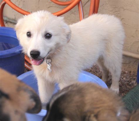 20 puppies from southern Arizona ranch up for adoption in Chandler