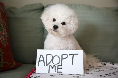Adopt A Dog Jacksonville Humane Society