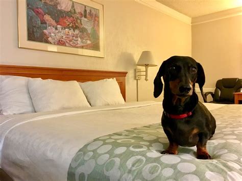 pet friendly hotels around me in new york city