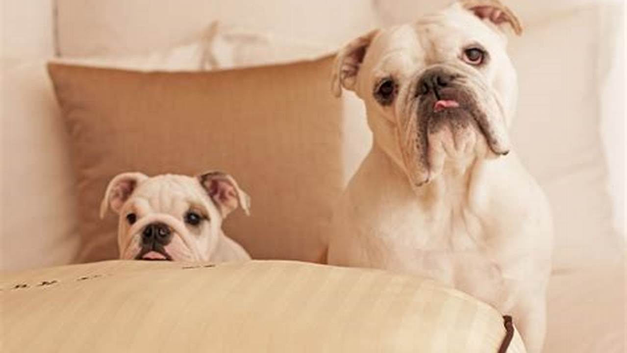 Discover 10 Pet-Friendly NYC Hotels for a Paw-Some Getaway
