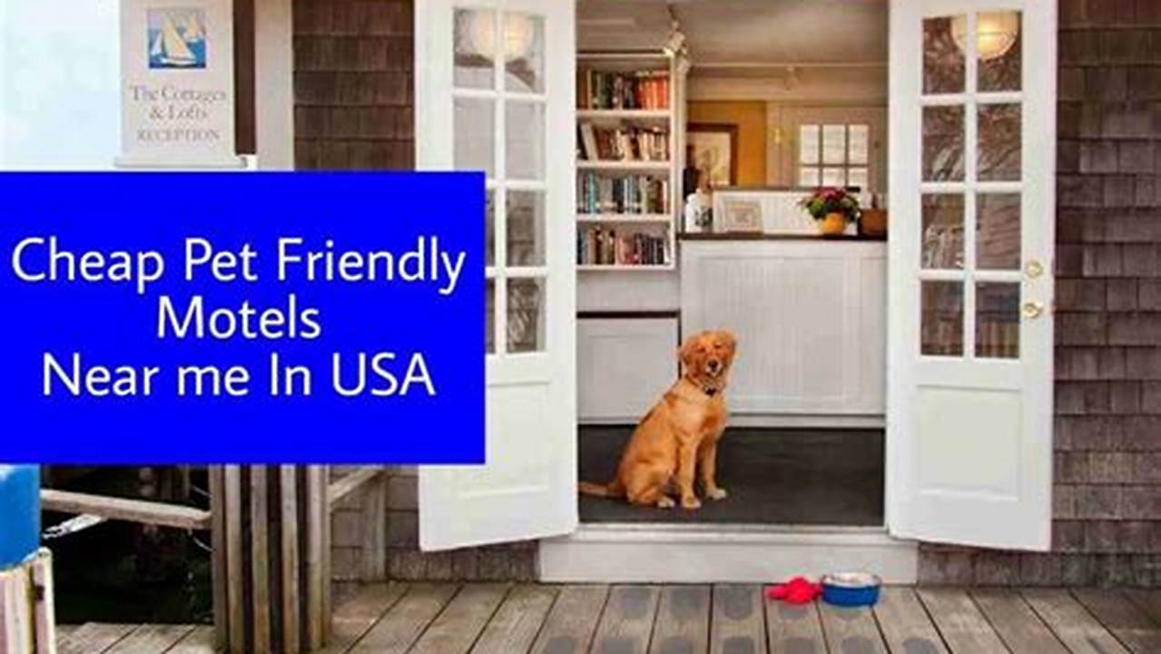 Find the Perfect Getaway: 10 Pet-Friendly Hotels in NYC, Insider Tips Included