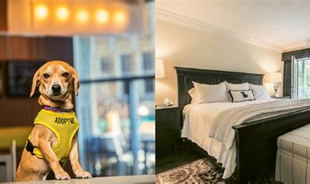 Unveiling 8 Secrets to Finding the Ultimate Pet-Friendly Stays in NYC