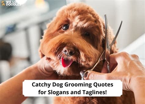 Dog Grooming Funny Quotes. QuotesGram