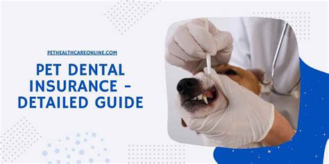 Best Pet Insurance that Covers Dental Cleanings Insurance Vela