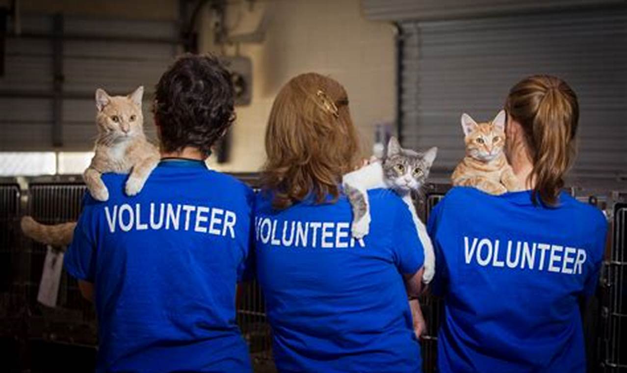 The Impact of Pet Shelter Volunteers in Providing Compassion and Care