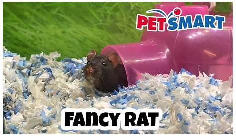 Pet Shops Near Me That Sell Rats Pet's Gallery
