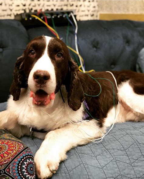 Pet Acupuncture Austin