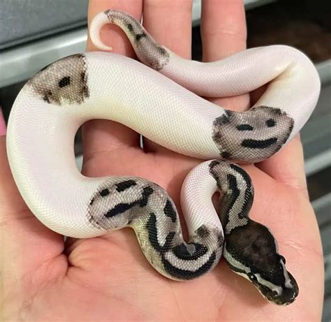 Pet Ball Python Size