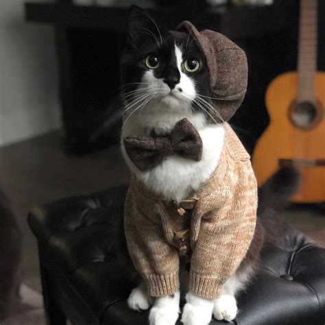 Pet Barn Cat Clothes