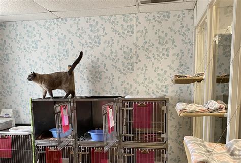 Pet Boarding Brandon