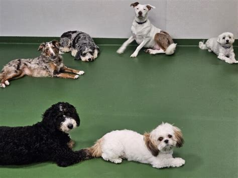 Pet Boarding Brick Nj