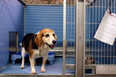 Pet Boarding Hackettstown Nj