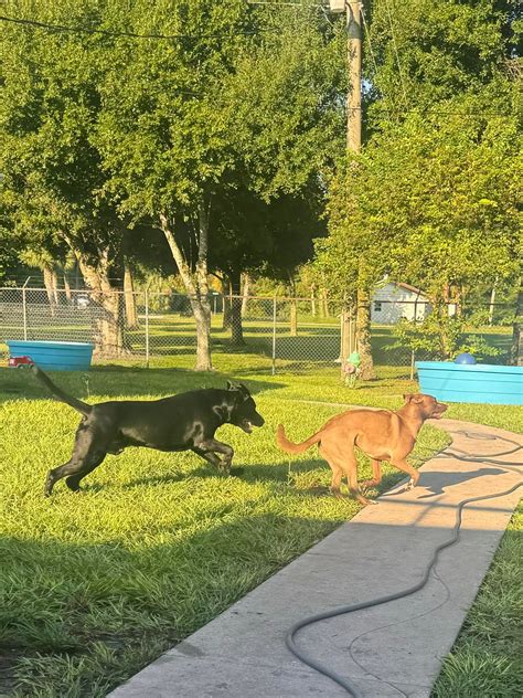 Pet Boarding In Okeechobee Florida