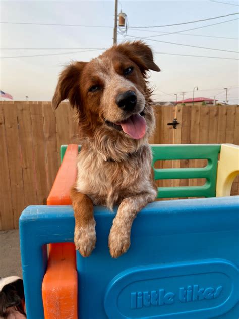 Pet Boarding Orem Utah