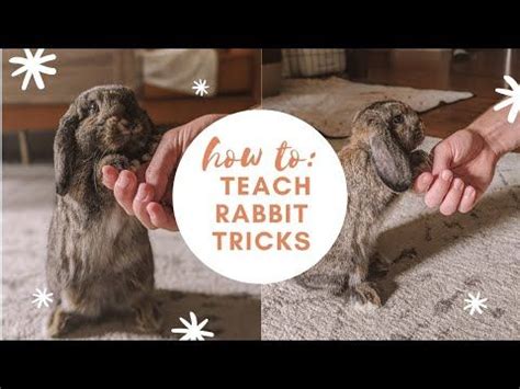 Pet Bunny Tricks
