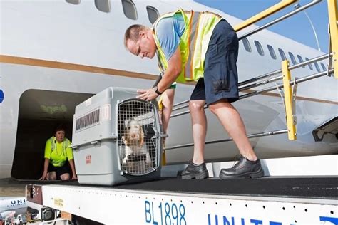 Pet Checked Baggage Or Cargo